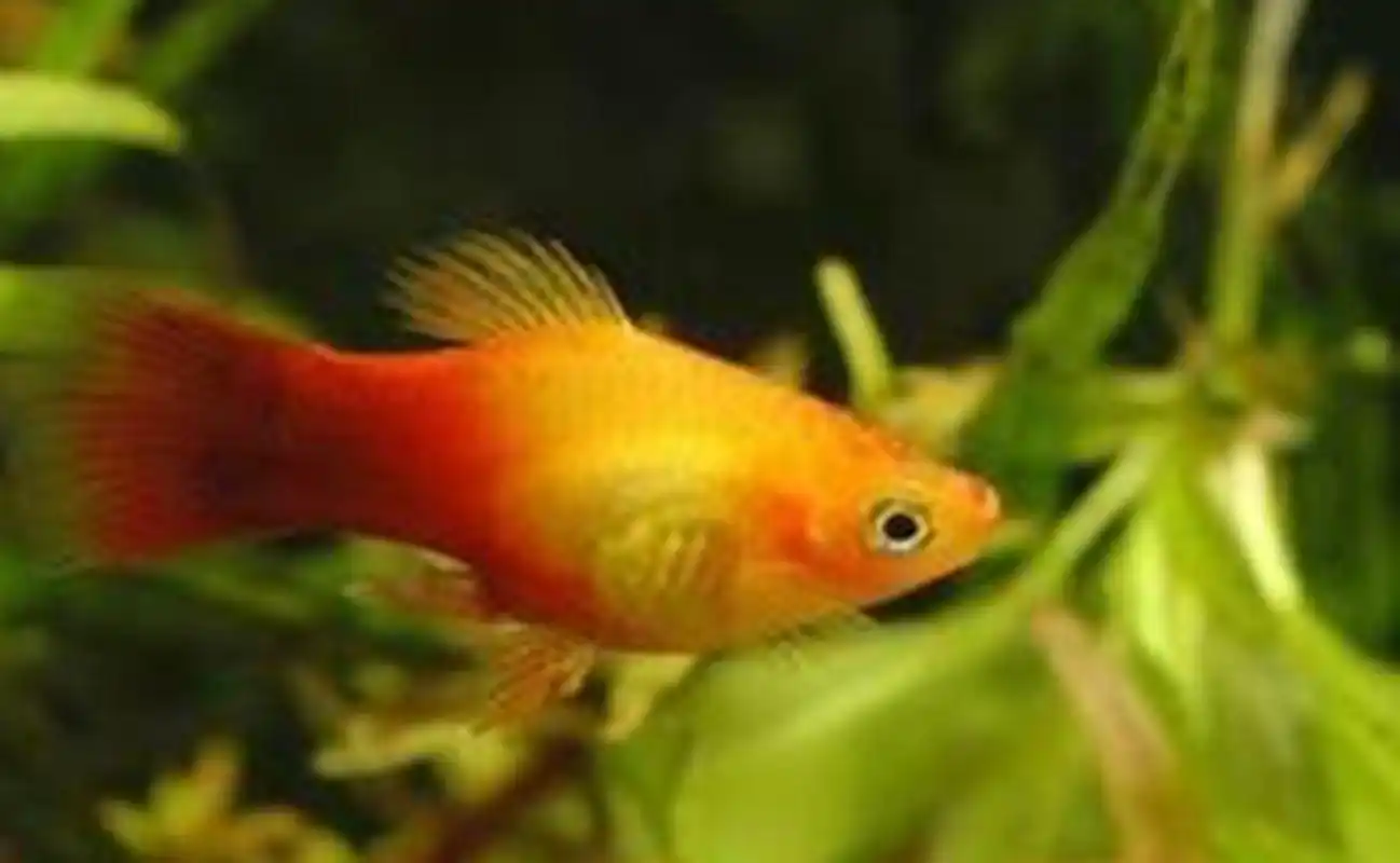 金牡丹鱼多久繁殖一次?怎么养金牡丹鱼?