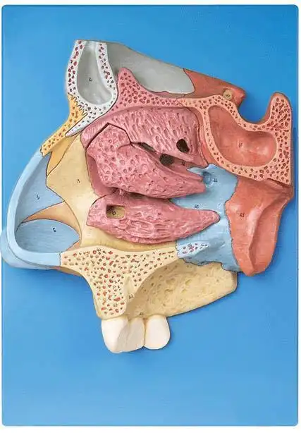 a13002 鼻腔放大模型
