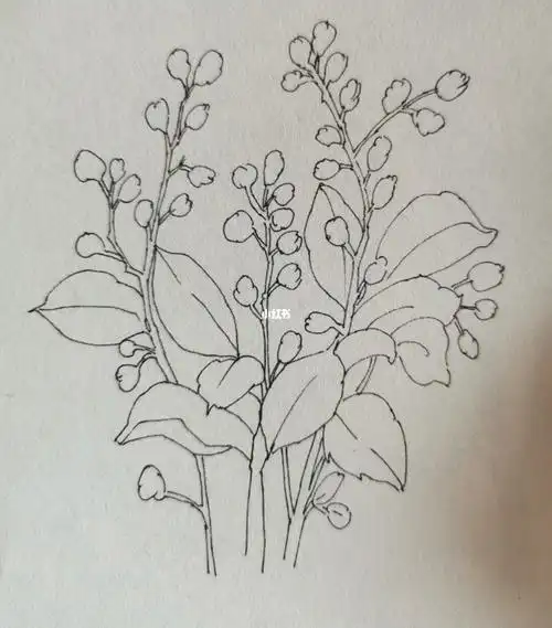 "米兰花"/临摹/针管笔手绘