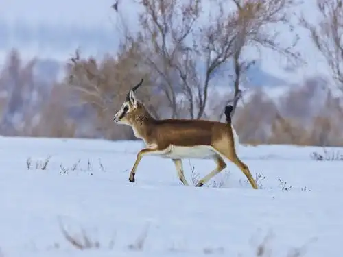 《新疆野生黄羊》总第109期2021.1.12日.图文:龚玉梅