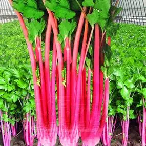 红芹菜种籽紫西芹彩芹四季夏季耐热玻璃脆大田特菜蔬菜孑可食用