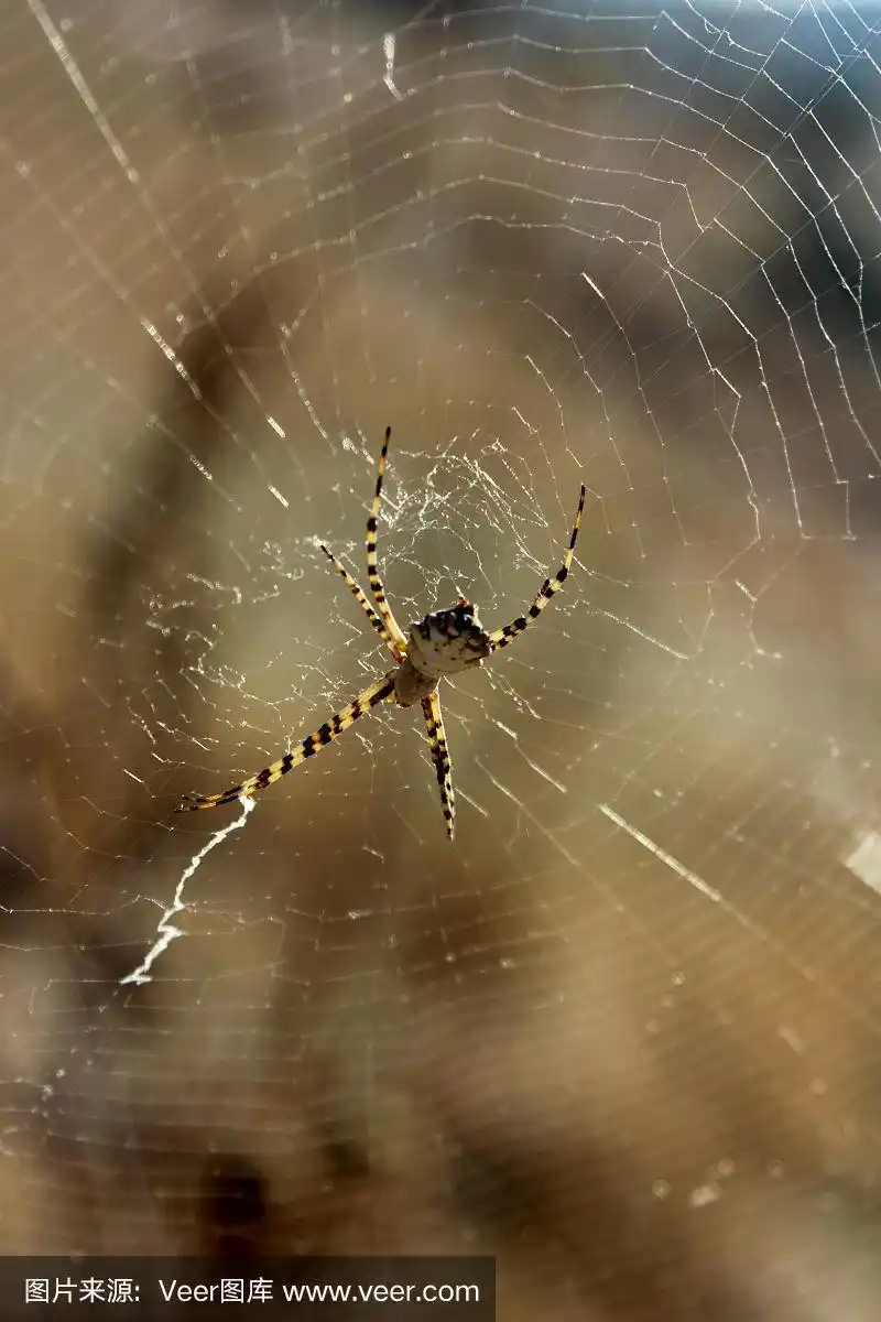 蜘蛛,蜘蛛恐惧症,恐惧症,垂直画幅,天空