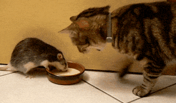 萌宠gif猫gif老鼠gif搞笑gif独食gif