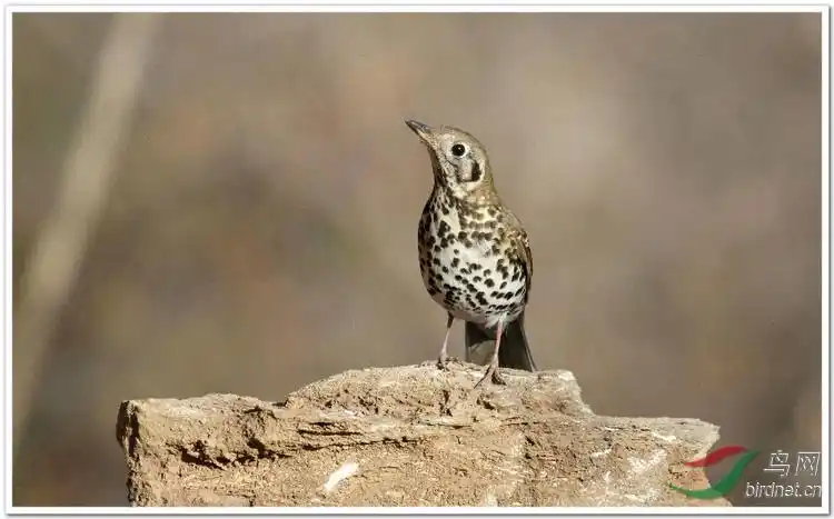 泉水湾小菜鸟宝兴歌鸫