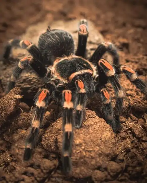 蜘蛛的外形特点?