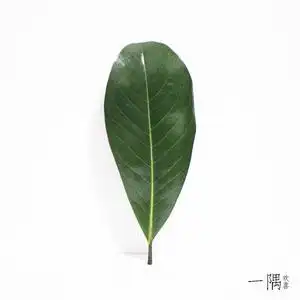 新鲜现摘广玉兰叶树叶白玉兰叶森林树叶枯树叶艺术婚庆铺面大叶子