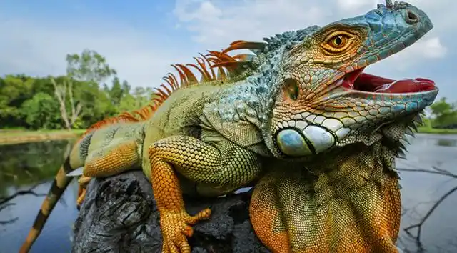 又是外来物种?美洲绿鬣蜥在湖北襄阳出现,外表凶猛,内心软弱