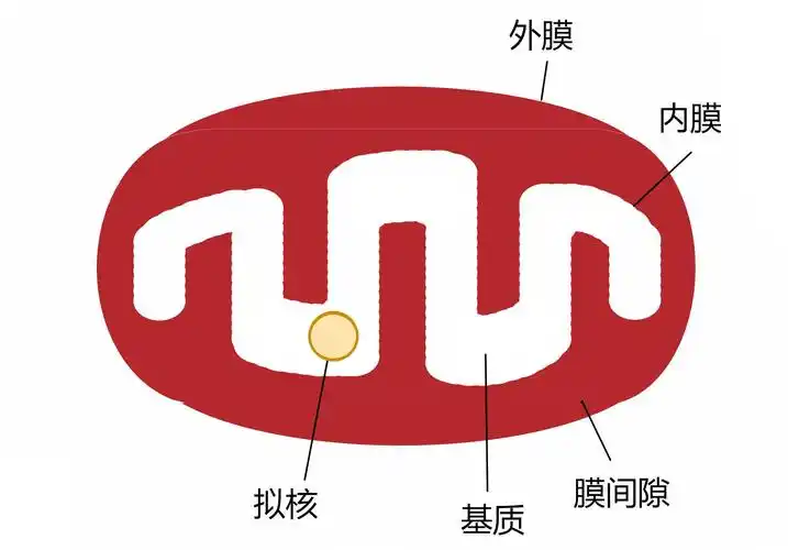 线粒体结构