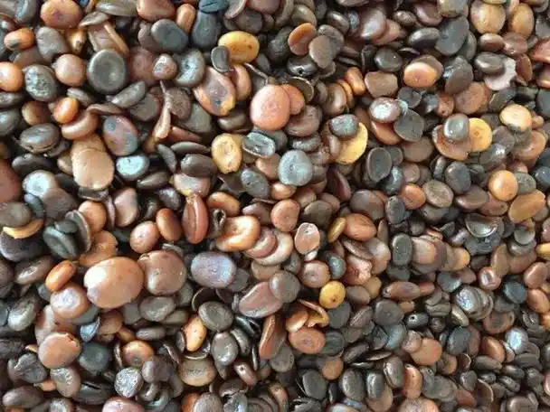 中药材马钱子土木鳖