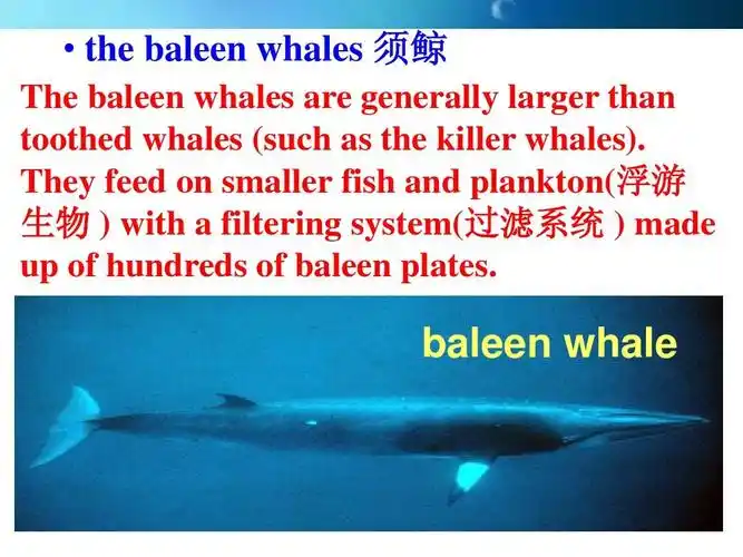 baleen whale