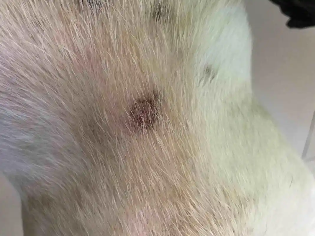狗狗真菌感染,身上出现一块块黑斑如何帮它 7815狗狗身上被真菌