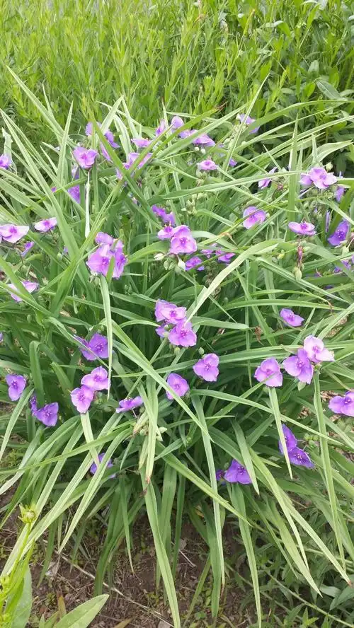 这才是真的紫露草,你爱了吗? - 简书