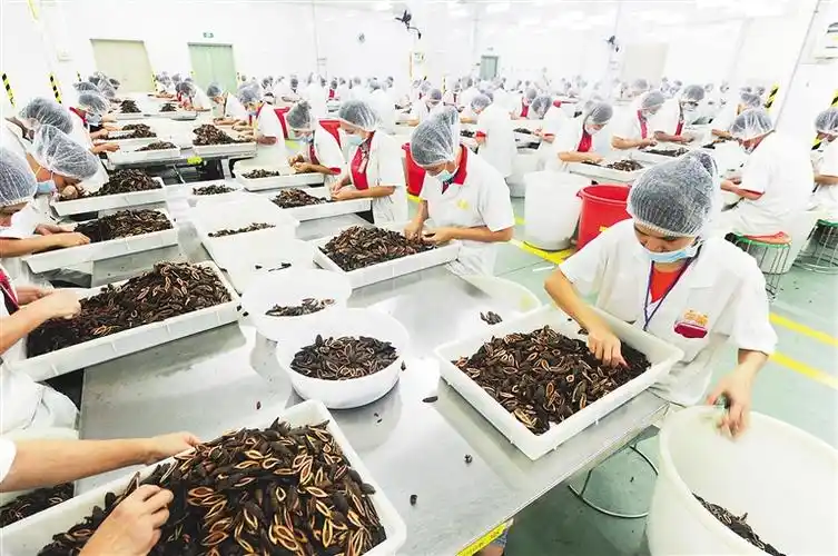 在万宁一家槟榔加工生产基地,工人忙着加工槟榔产品.