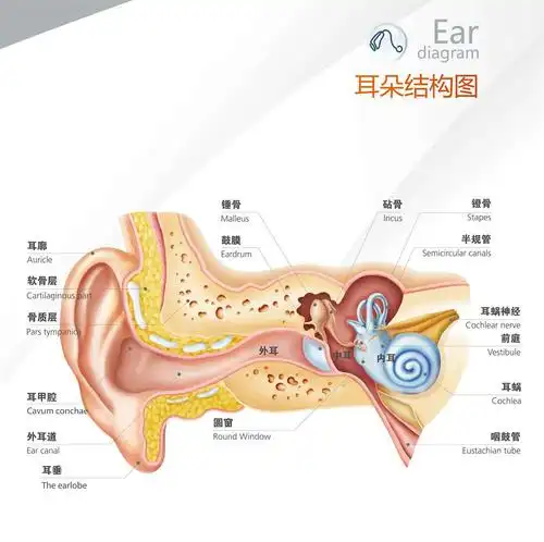 对于耳朵的保健知识有谁能支招吗?