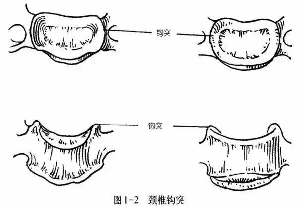 钩突及钩椎关节