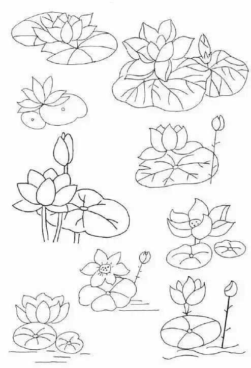 荷花荷叶简笔画 荷花荷叶简笔画带颜色