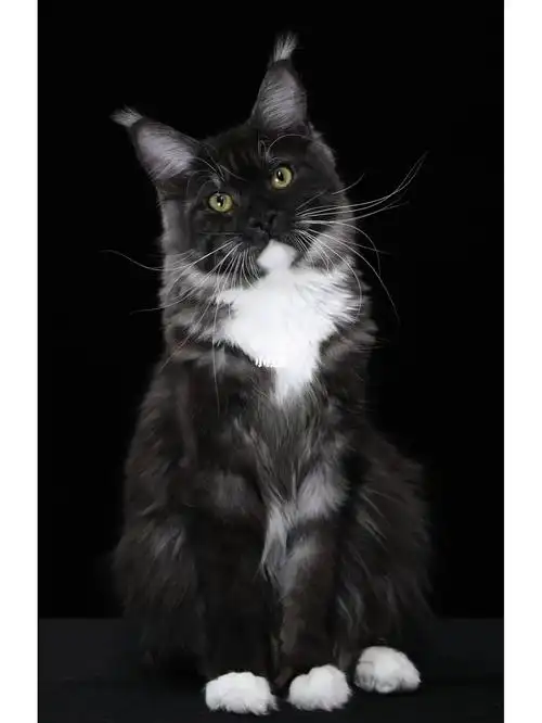 喜欢黑白色的看过来