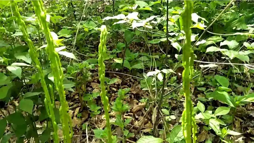 今天上山遇到山苞米,都抢上了,我没抢过她们