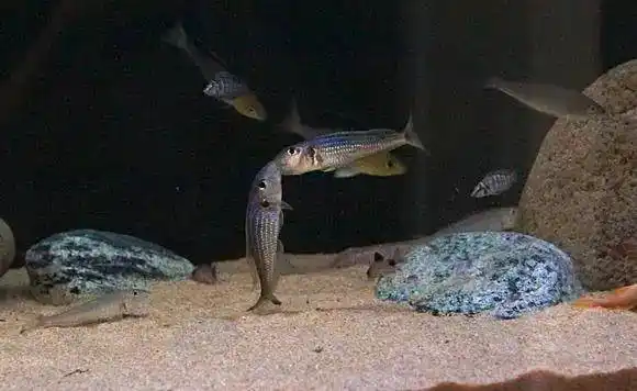 水草大师玩转三湖慈鲷坦鲷繁殖篇