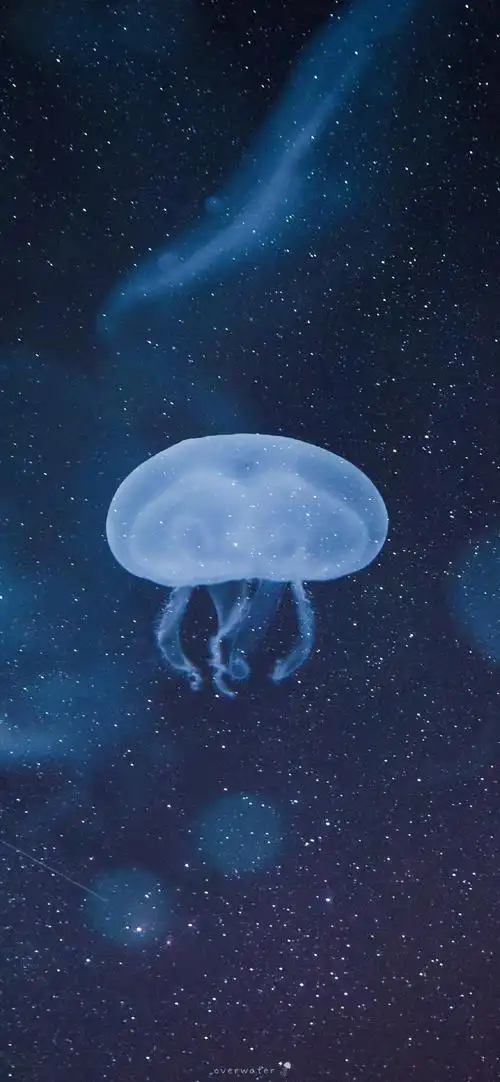 唯美海洋生物水母高清手机壁纸