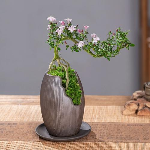 红花六月雪盆景悬崖式老桩办公室绿植桌面好养小盆栽植物室内摆件