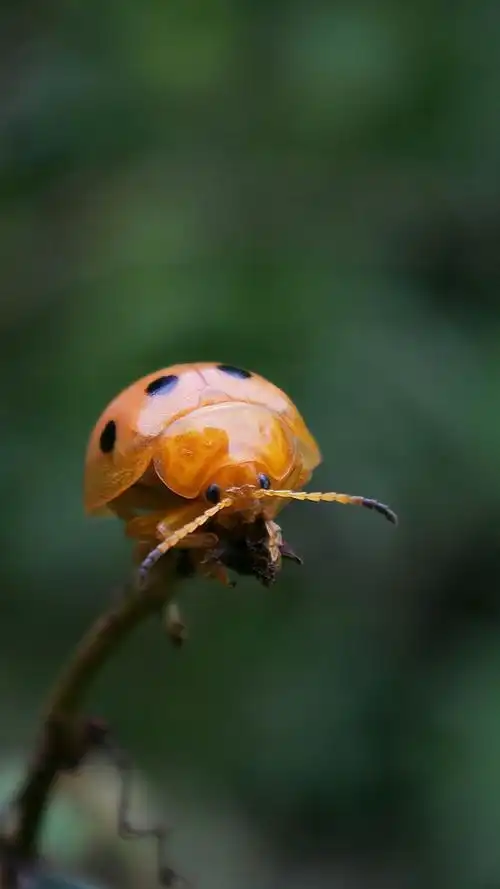 十星瓢虫的糜烂生活