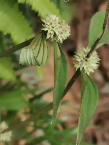清平乐 长节耳草