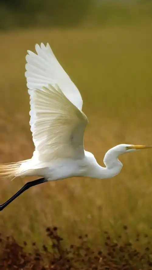 白苍鹭飞,草 iphone 壁纸