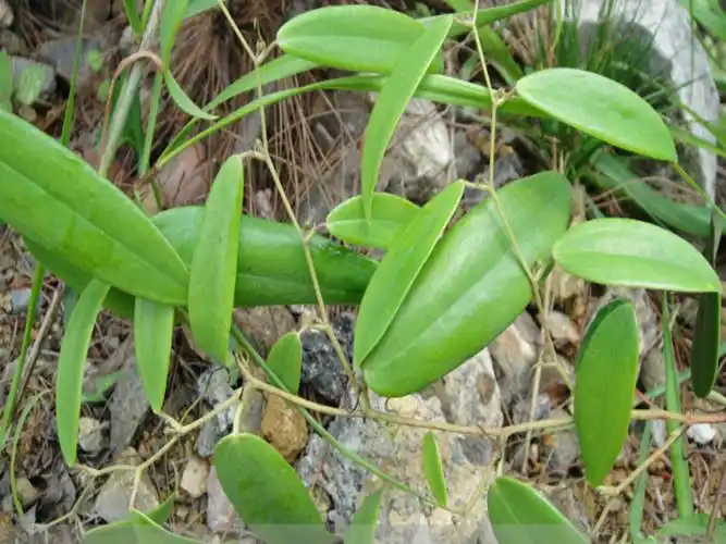 中药材野生土茯苓土茯苓块土茯苓片野生土茯苓丁土茯苓粉250g