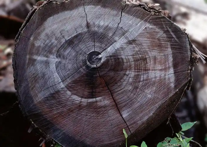 树的年轮图片 - 第8张