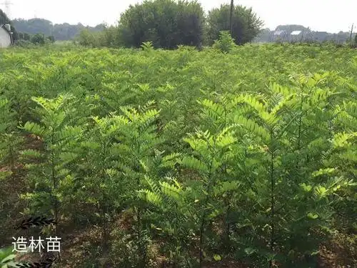 投资两百万血本无归,种泓森槐让他从头再来!