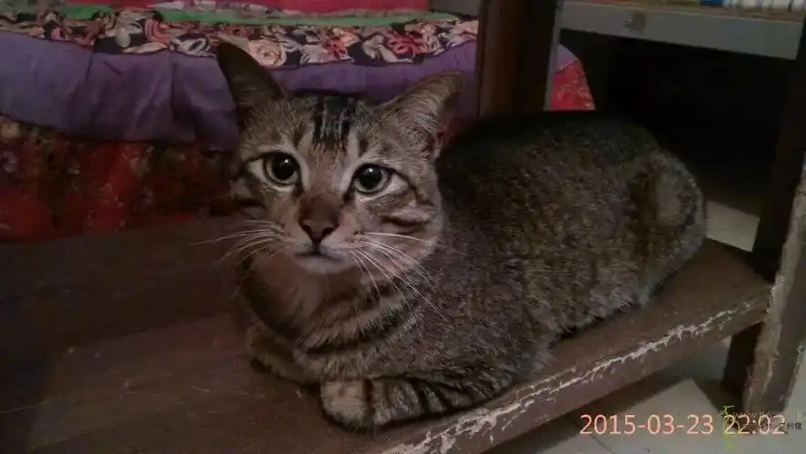 亲人活泼灰狸帅哥来找长期饭票啦