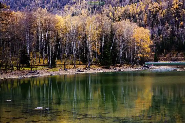 标题:去北疆寻找中国最美秋天