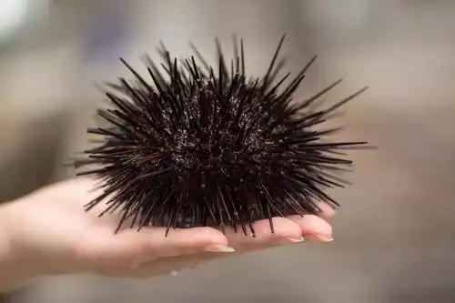 贺涵你知道你吃了假海胆吗让大连人给你扫扫盲吧