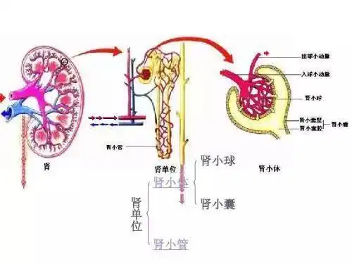 首先在人体循环系统的运输下,血液会流经肾小球,在肾小球的过滤下