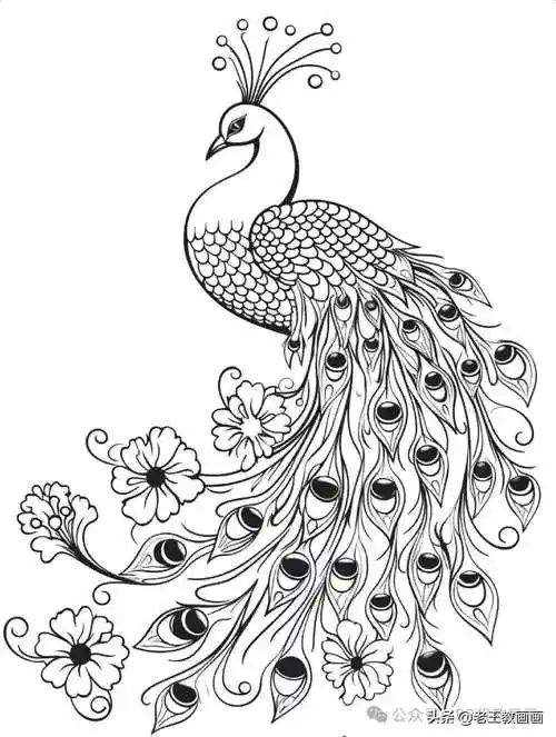孔雀手绘线稿,临摹学画