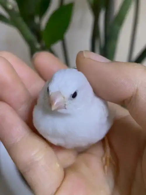 珍珠鸟第四窝崽崽出窝啦