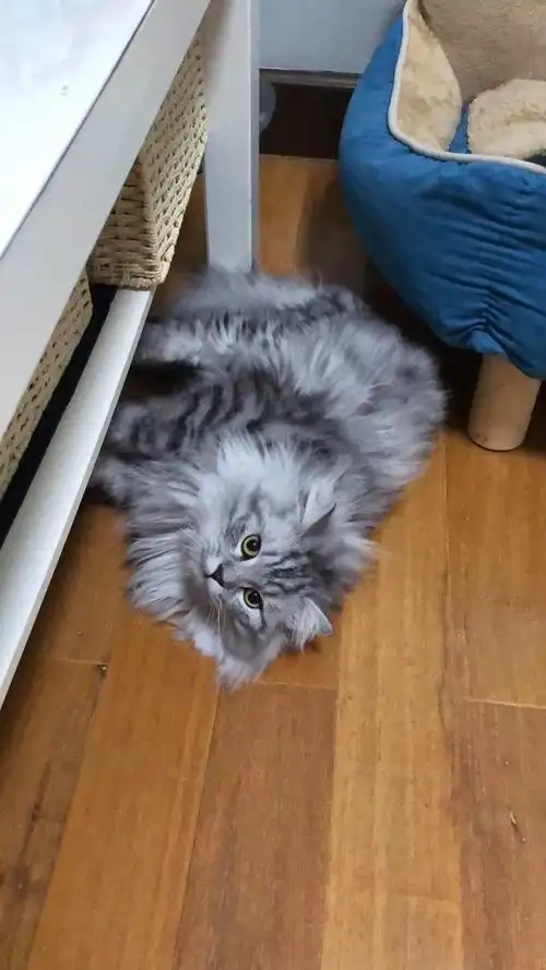 【苏州】颜值爆表粘人美短/金吉拉 13个月绝育男孩.