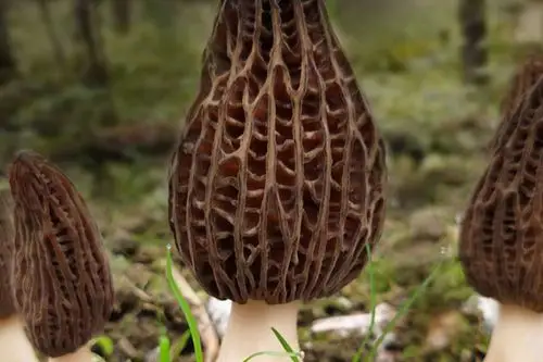野生羊肚菌什么季节有野生羊肚菌生长在什么地方