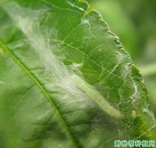 桃褐卷蛾卷蛾科