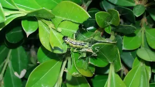 常见园林植物食叶类害虫分类和防治方案--食叶类害虫防治技术