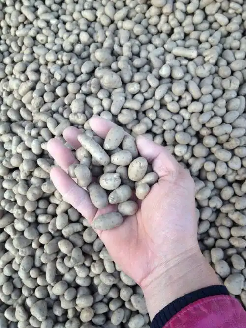 铁棍山药种子,陈集山药种子,山药豆