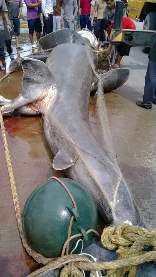 谁知道这种是什么鱼?有两只脚的额.