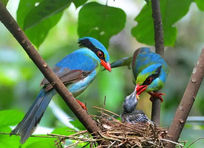 【组图】广西:壮乡生态美如画 山海田园百鸟欢