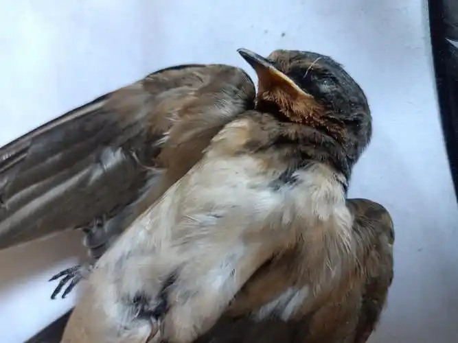 《燕子死了》赖明典油画(未完成)