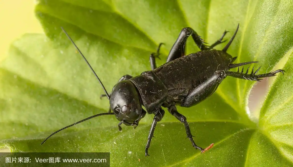叶子上的黑蟋蟀的特写.