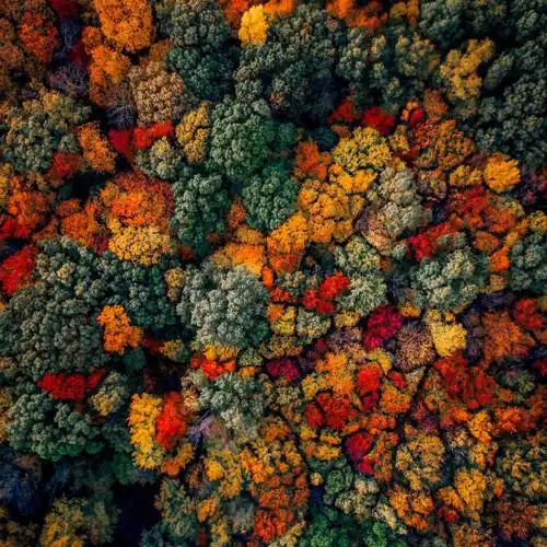 素材分享|ps|森林肌理‼️