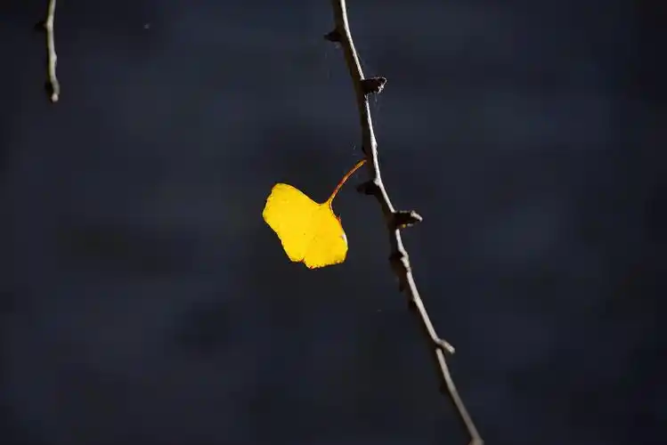 忍不住拾起一片落叶,手指轻轻拂过它柔软光滑的表明,心中不禁有一丝