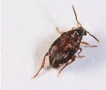 家里莫名其妙出现的虫子灰褐色扁扁的硬壳类大小在2