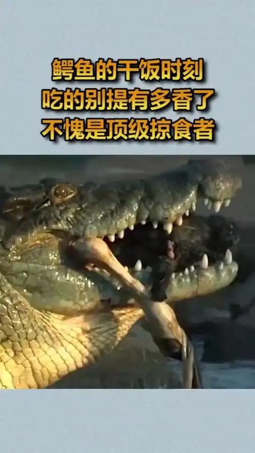 鳄鱼的干饭时刻,吃的别提有多香了,不愧是顶级掠食者